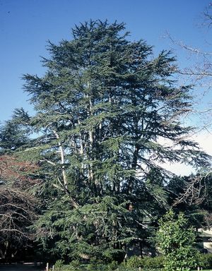 Plants Starting with “C”